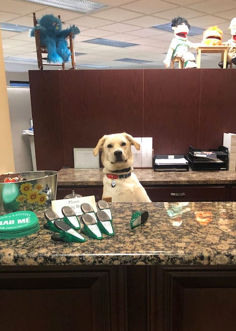 Murphy, the office dog at CPA Nerds